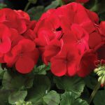 Maverick F1 Series Geranium Flower Garden Seeds – Scarlet – 100 Seeds