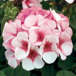 Maverick F1 Series Geranium Flower Garden Seeds – Star (Pink & Rose)