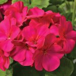 Maverick F1 Series Geranium Flower Garden Seeds – Violet – 100 Seeds