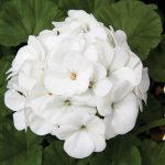Maverick F1 Series Geranium Flower Garden Seeds – White – 100 Seeds