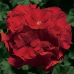 Pinto Premium F1 Series Geranium Flower Garden Seeds – Deep Red