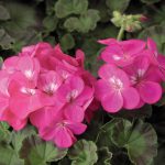 Pinto Premium F1 Series Geranium Flower Garden Seeds – Deep Rose