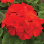 Pinto Premium F1 Series Geranium Flower Garden Seeds – Scarlet