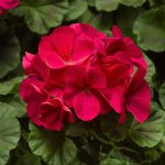 Pinto Premium F1 Series Geranium Flower Garden Seeds – Violet