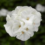 Pinto Premium F1 Series Geranium Flower Garden Seeds – White