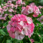 Pinto Premium F1 Series Geranium Flower Garden Seeds – White To Rose