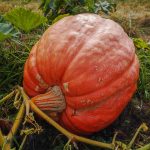 Competition Pumpkin Seeds- Grow Giant Pumpkins – 400 Lb Plus- 7 Seeds