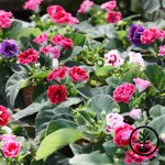Avanti Mix Gloxinia Flower Garden Seeds – 100 Seeds – Annual Flower