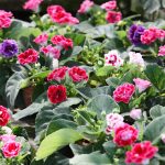 Brocade Mix Gloxinia Flower Garden Seeds – 100 Seeds – Annual Flower