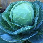 Microgreens Seeds: Golden Acre Cabbage – 25 Lb – Bulk Wholesale