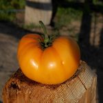 Tomato Garden Seeds – Golden Queen – 1 Oz – Non-GMO, Organic, Heirloom
