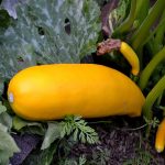 Golden Zucchini Summer Squash Garden Seeds-1 Lbs-Non-GMO, Heirloom