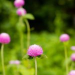 Gnome Series Gomphrena Flower Garden Seeds- Pink- 1000 Seeds- Annual