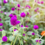Gnome Series Gomphrena Flower Garden Seeds – Purple – 1000 Seeds