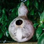 Birdhouse Gourd Garden Seeds – 1 Lb – Non-GMO, Heirloom Vegetable