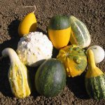 Gourd Garden Seeds -Large & Small Grouds Mix -1 Oz -Non-GMO, Heirloom