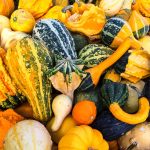 Large Mix Groud Garden Seeds – 4 Oz – Non-GMO, Heirloom Vegetable