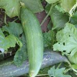 Luffa Sponge Gourd Garden Seeds – 4 Oz – Non-GMO, Heirloom Vegetable