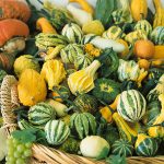 Small Mix Gourd Garden Seeds – 1 Oz – Non-GMO, Heirloom Vegetable