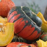 Turks Turban Gourd Garden Seeds – 1 Lb – Non-GMO, Heirloom Vegetable