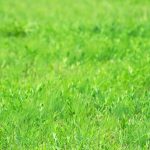 Grass Seeds-Irrigated Pasture Mix-25 Lb Bulk-Tall Fescue, Orchardgrass