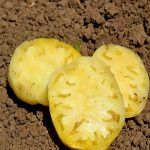 Tomato Garden Seeds – Great White – 0.25 Oz – Non-GMO, Heirloom