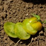 Tomato Garden Seeds – Green Zebra – 100 Seeds – Organic, Heirloom