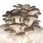 Mushroom Mojo Grey Oyster Mushroom Growing Kit – Fungi Gray Oyster