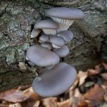 Grey Oyster Log Plugs – Mushroom Spawn Log Growing Dowels
