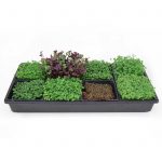 Sectional Hydroponic Microgreens Growing Kit – Micro Greens / Herbs