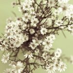 Covent Garden Gypsophila Seeds (Baby’s Breath) – 4 Oz – Annual Flower