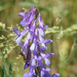 Hairy Vetch Winter Cover Crop Seeds -5 Lbs -Field & Pasture Cover Crop