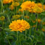Summer Sun Heliopsis Flower Garden Seeds – 1000 Seeds – Perennial