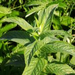 Spearmint Mint Seeds – 1000 Seeds – Heirloom Perennial Garden Non-GMO