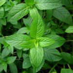 Peppermint Herb Garden Seeds – 1 g Packet – Non-GMO, Heirloom