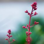Ruby Bells Heuchera Flower Garden Seeds – 1000 Seed- Perennial Flower