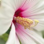 Luna Series F1 Hibiscus Flower Garden Seeds-Blush-100 Seeds -Perennial