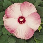 Luna Series F1 Hibiscus Flower Garden Seeds – Pink Swirl – 100 Seeds