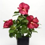 Luna Series F1 Hibiscus Flower Garden Seeds – Red Improved – 25 Seeds