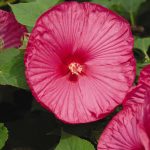 Luna Series F1 Hibiscus Flower Garden Seeds-Rose-100 Seeds -Perennial