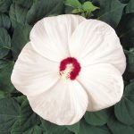 Luna Series F1 Hibiscus Flower Garden Seeds-White-100 Seeds -Perennial