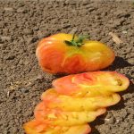 Tomato Garden Seeds – Hilbilly – 4 Oz – Non-GMO, Organic, Heirloom