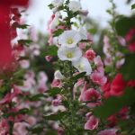 Charter’s Double Mixture Hollyhock Flower Garden Seeds – 1000 Seeds