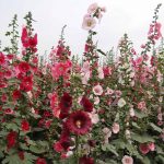 Powderpuffs Double Mix – Hollyhock Flower Garden Seeds – 1000 Seeds