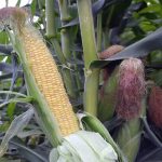 Honey Select Hybrid Triplesweet Corn Garden Seeds -50 Lb Bulk -Non-GMO