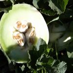 Honeydew Melon Garden Seeds – Green Flesh – 1 Oz -Heirloom Honey Dew