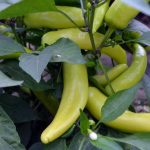 Hungarian Yellow Wax Hot Pepper Garden Seeds – 1 Oz – Vegetable