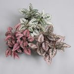 Hypoestes Decorative House Plant Seeds – Splash Select Series – Pink