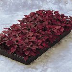 Hypoestes Decorative House Plant Seeds – Splash Select Series – Red