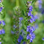 Hyssop Herb Garden Seeds – 4 Oz – Non-GMO, Heirloom Decorative Plant